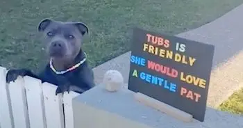 Tubs the Pit Bull Brings Joy to Neighbors With Daily Greetings