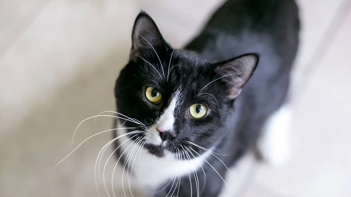Tuxedo Cat's Heartfelt Plea Wins Over New Family at Shelter