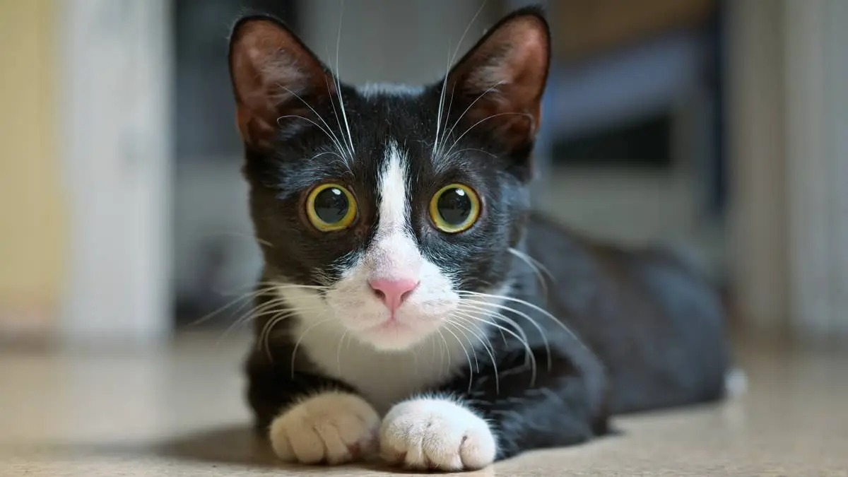 Tuxedo Cat Daisy Finds Unexpected Home Inside TV Cabinet