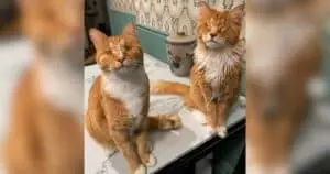 Two Cat Brothers Diagnosed with Rare Genetic Disorder