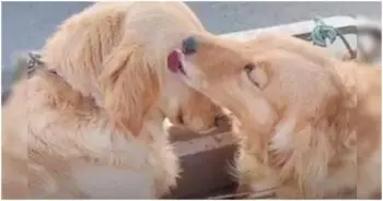 Two inseparable puppies found new homes after owner could not afford both