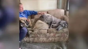 Two Mastiffs Share One Couch, Ignoring Personal Space Rules