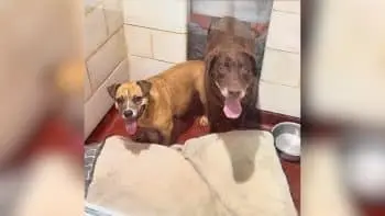 Two Senior Dog Sisters Seek New Home After Ten Years Together