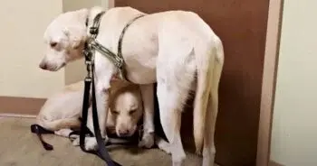 Two Terrified Dogs Found Frozen In Place By Rescue Foster Mom