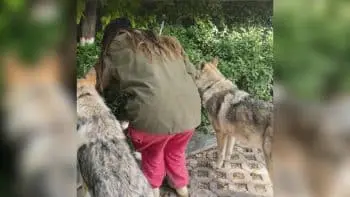 Two Wolfdogs Find Hidden Puppy During Jiuquan Drive