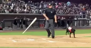 Umpire's Rude Gesture Toward Bat Dog Sparks Crowd Backlash