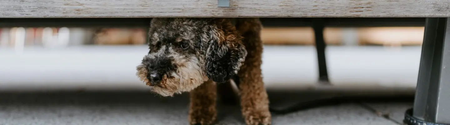Understanding the Sudden Shifts in Your Dog’s Confidence