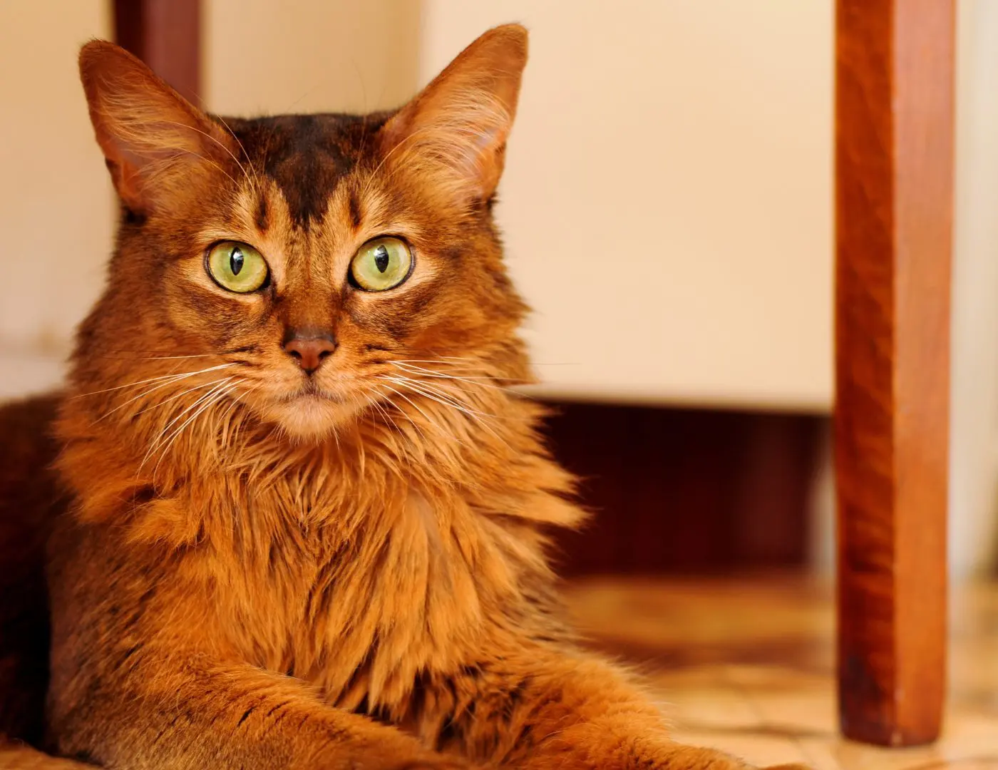 You Have No Idea How Many Unspoken Cat Laws Are Quietly Running Your Home