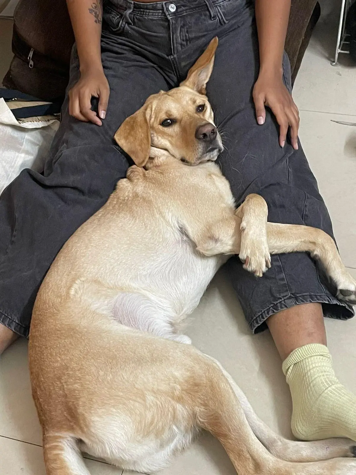 Fostering a Dog in India: The Unspoken Rules Before You Commit