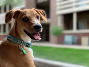 Venison Dog Food Gains Popularity Among Pet Owners Seeking Novel Protein Options