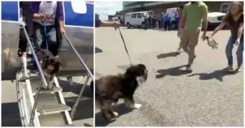 Veterans Reunite With Missing Dog After Two Years, Plane Returns Her Home