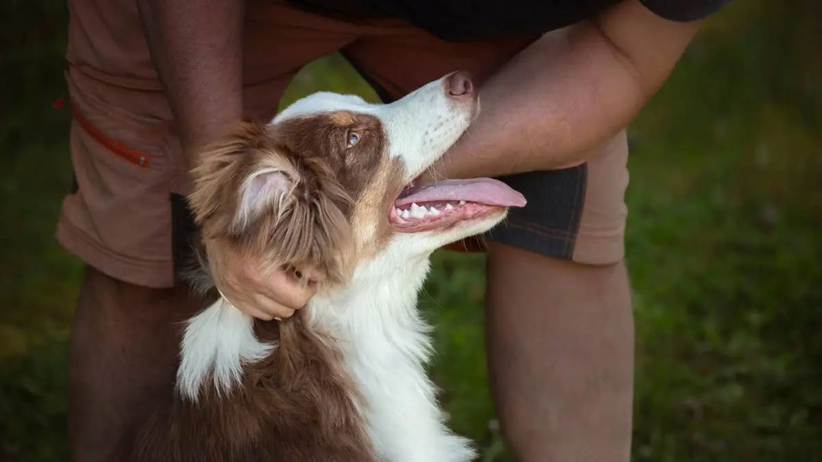Dog’s Daily „I Love You” May Be Hidden in One Simple Behavior, Says Veterinarian