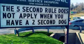 Veterinary Humor: Finding Lighthearted Moments in the Exam Room