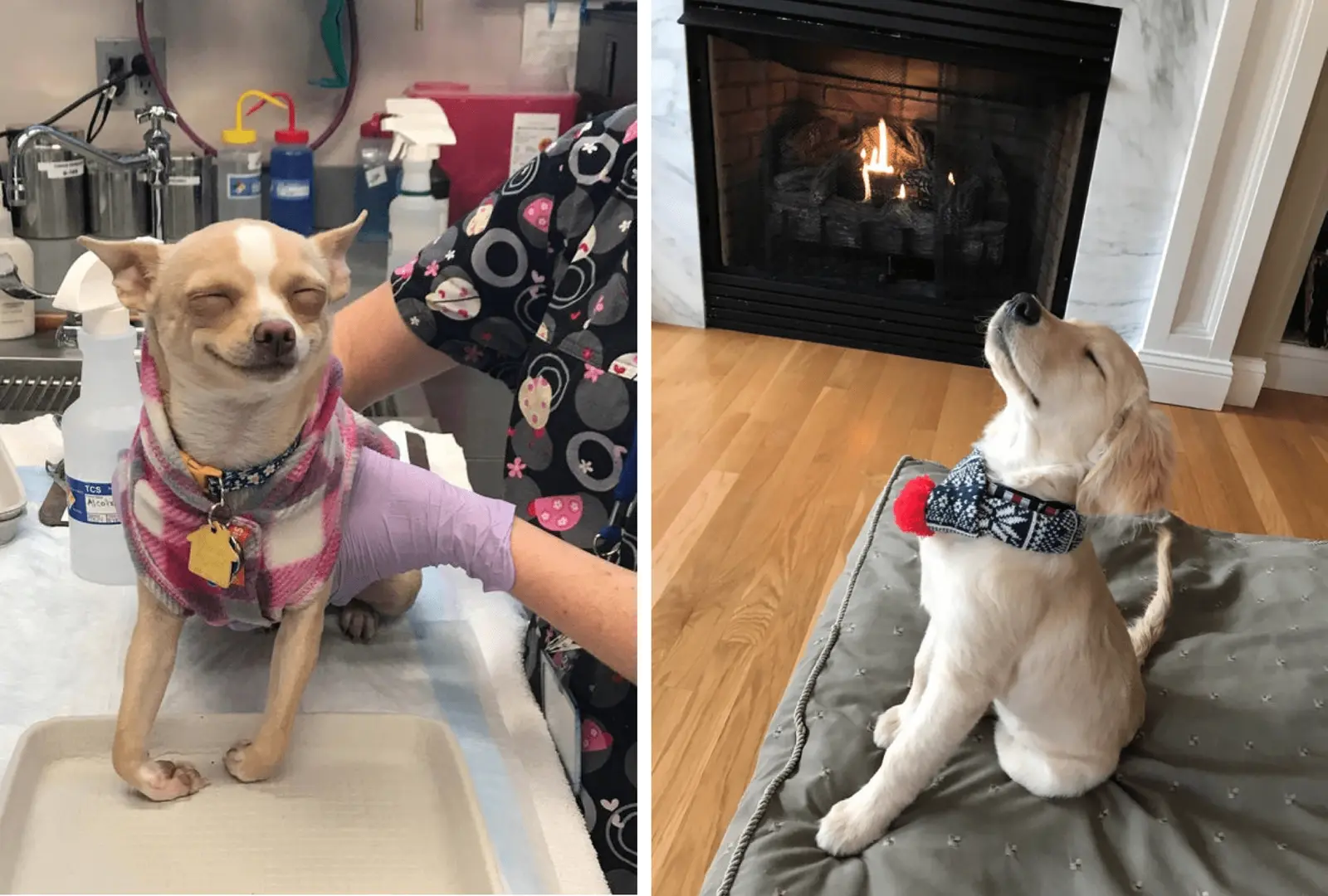 Viral Dog Captions Bring Laughs to Online Feeds