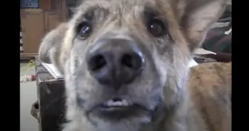 Viral Dog Video Still Making People Laugh After 13 Years