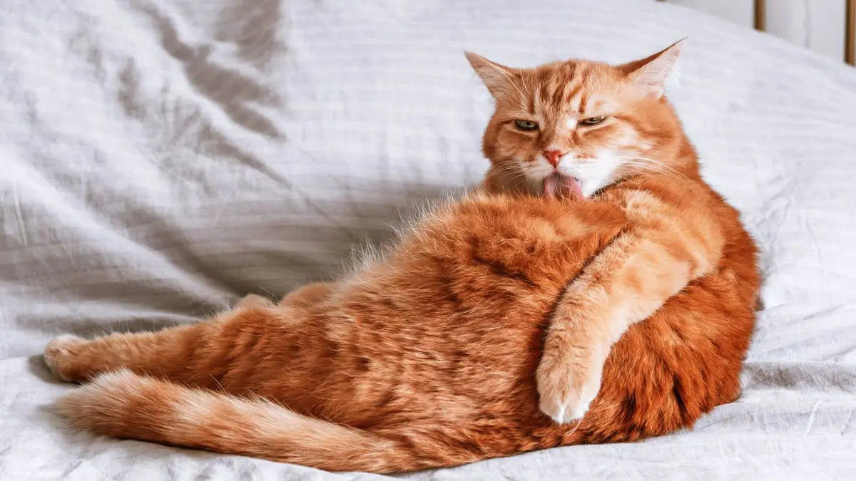 Chunky Orange Cat Still Seeking Forever Home