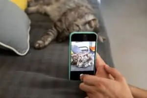 The Viral Kitten That Seemed to Smile