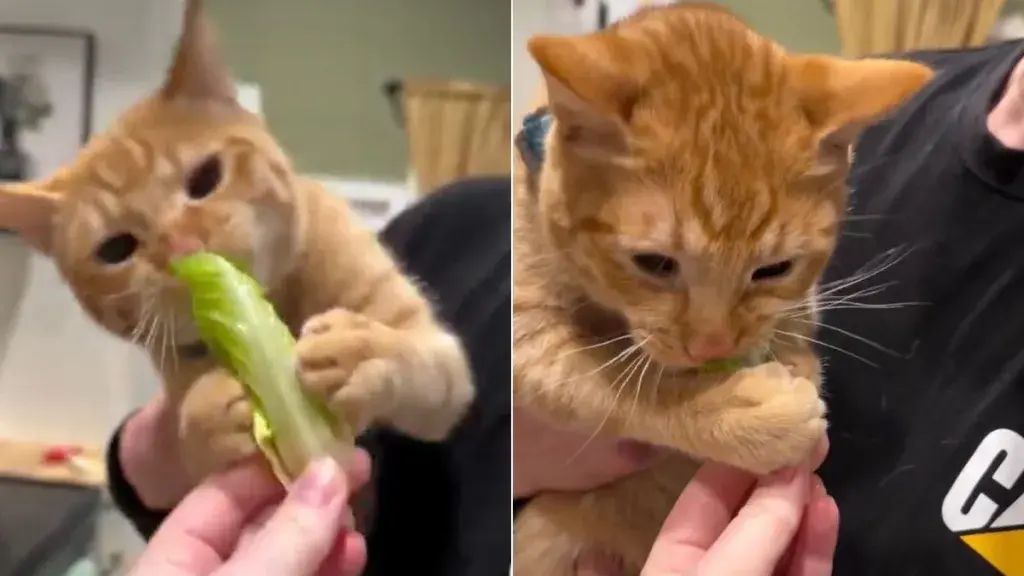 Orange Cat Shows Surprising Obsession With Romaine Lettuce