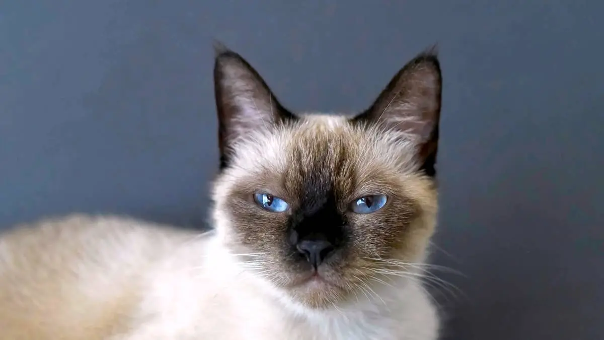 Viral Siamese Cat Merv Engages in Hilarious Debate With Owner