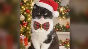 Tuxedo Cat’s Heart-Shaped Tongue Melts Hearts Online