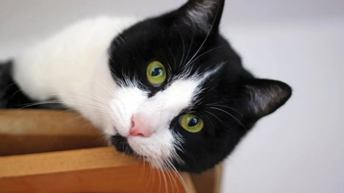 A Cat’s Unusual Daily Ritual Involving Slippers and Gentle Pats