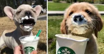 Viral Video of Eager Pup Sparks Online Debate Over Drive-Thru Etiquette