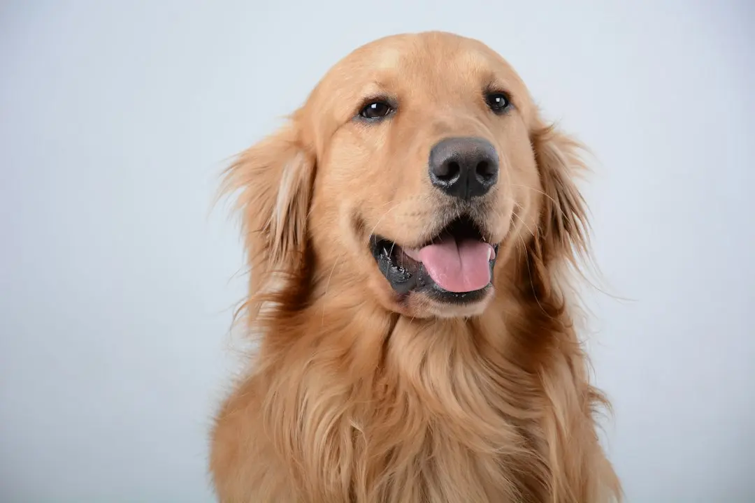 Golden Retriever's Joyful Swim and Puppy Flashback Tug at Heartstrings