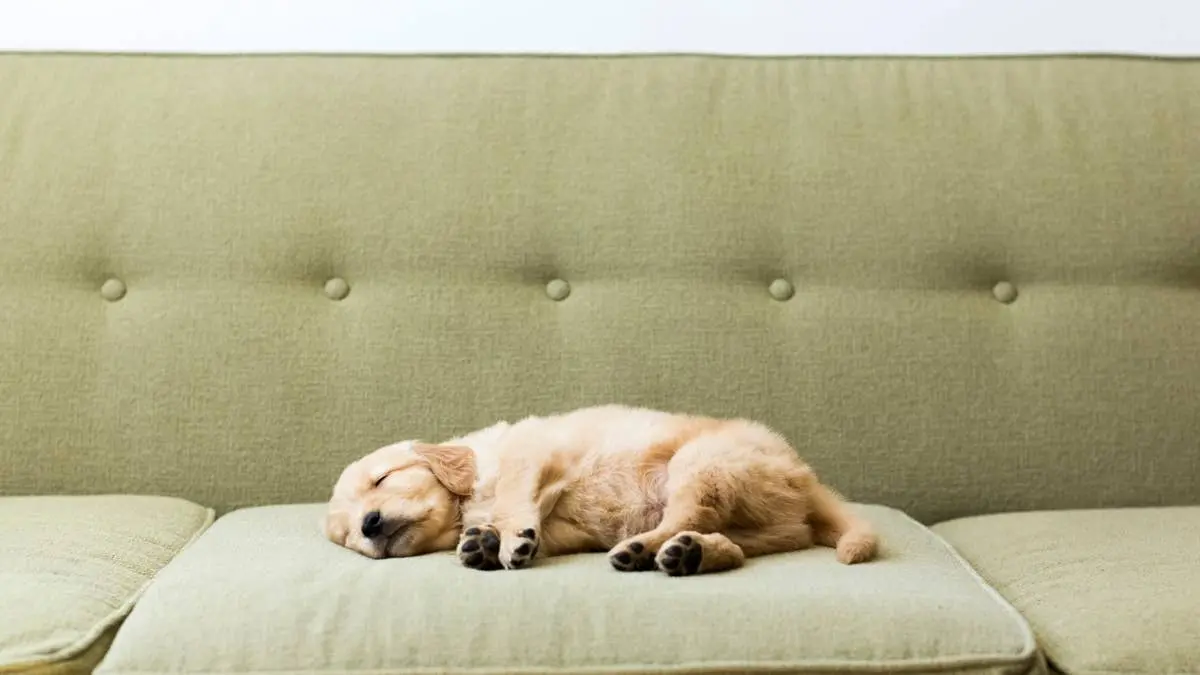 Golden Retriever Puppy Captivates Viewers with Sleepy Sounds