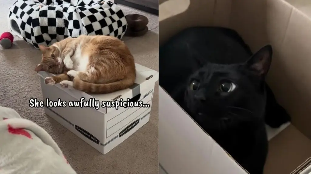Orange Cat Rests on a Box, and the Reveal Gives Her Innocent Look a Whole New Meaning