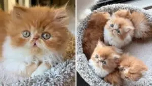 Fluffy Persian Kittens Steal the Spotlight from Pumpkin Spice Cupcakes