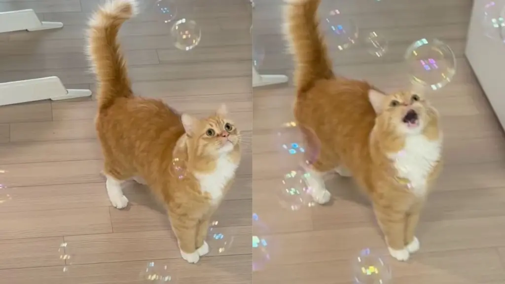 Tabby Cat Stuns Viewers With Wide-Eyed Reaction To Floating Bubbles