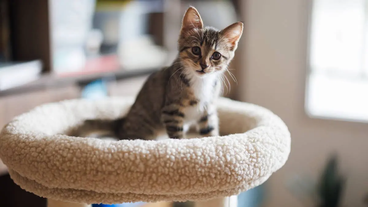 Tiny Tabby Kitten Discovers Her Own Feet in Viral Video