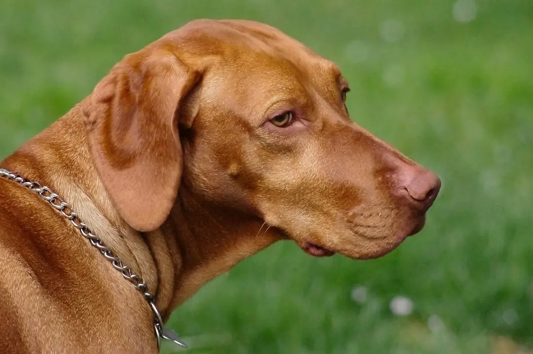 Dramatic Vizsla Stages Hilarious Protest Over Sibling Affection