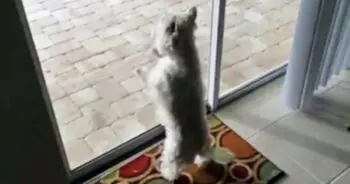 Westie's Joyful Reaction to New Florida Home Goes Viral on Social Media