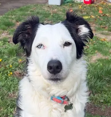 Vixey, the Deaf Border Collie Mix, Seeks Forever Home