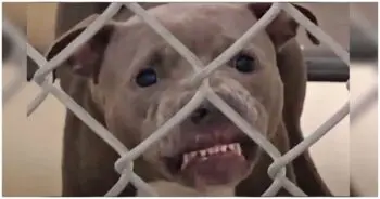 A Dedicated Volunteer Rescues a Misunderstood Pit Bull from Sioux City’s Ban