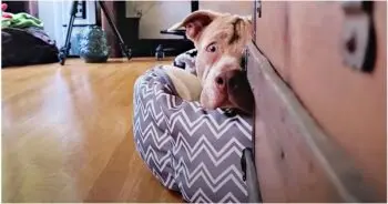 Wary Stray Boomer Finds Comfort and Trust with New Friend Ruby