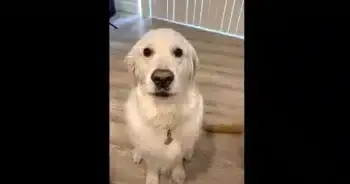 Watson the Dog Makes Internet Melt With His Cuddly Cat Friend