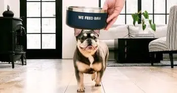 We Feed Raw Launches Subscription Service for Balanced Canine Diets