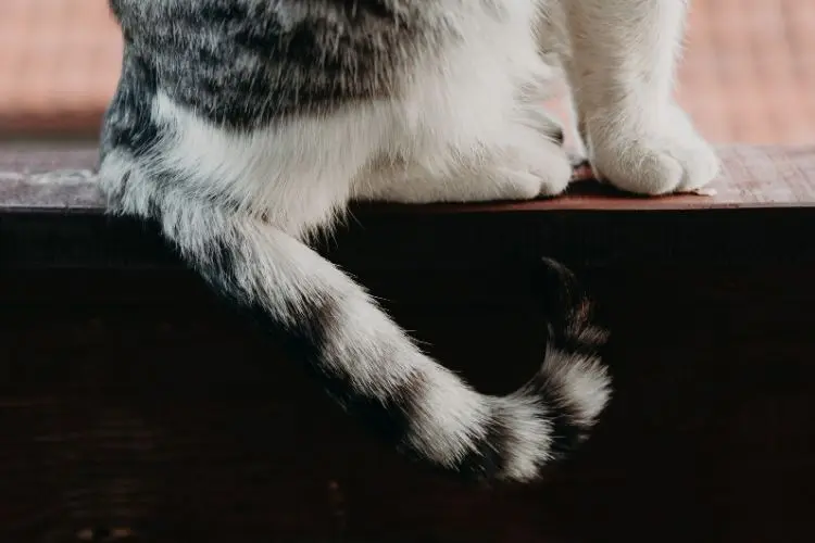 Weird Cat Habits Baffle Non-Owners