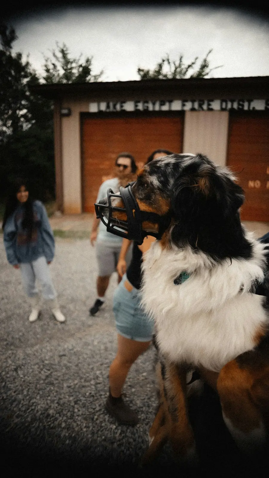 Best Muzzles for Dogs That May Bite: What Really Matters