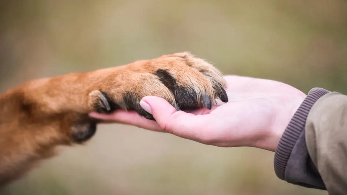 Understanding Your Dog’s Paw: What It Really Means