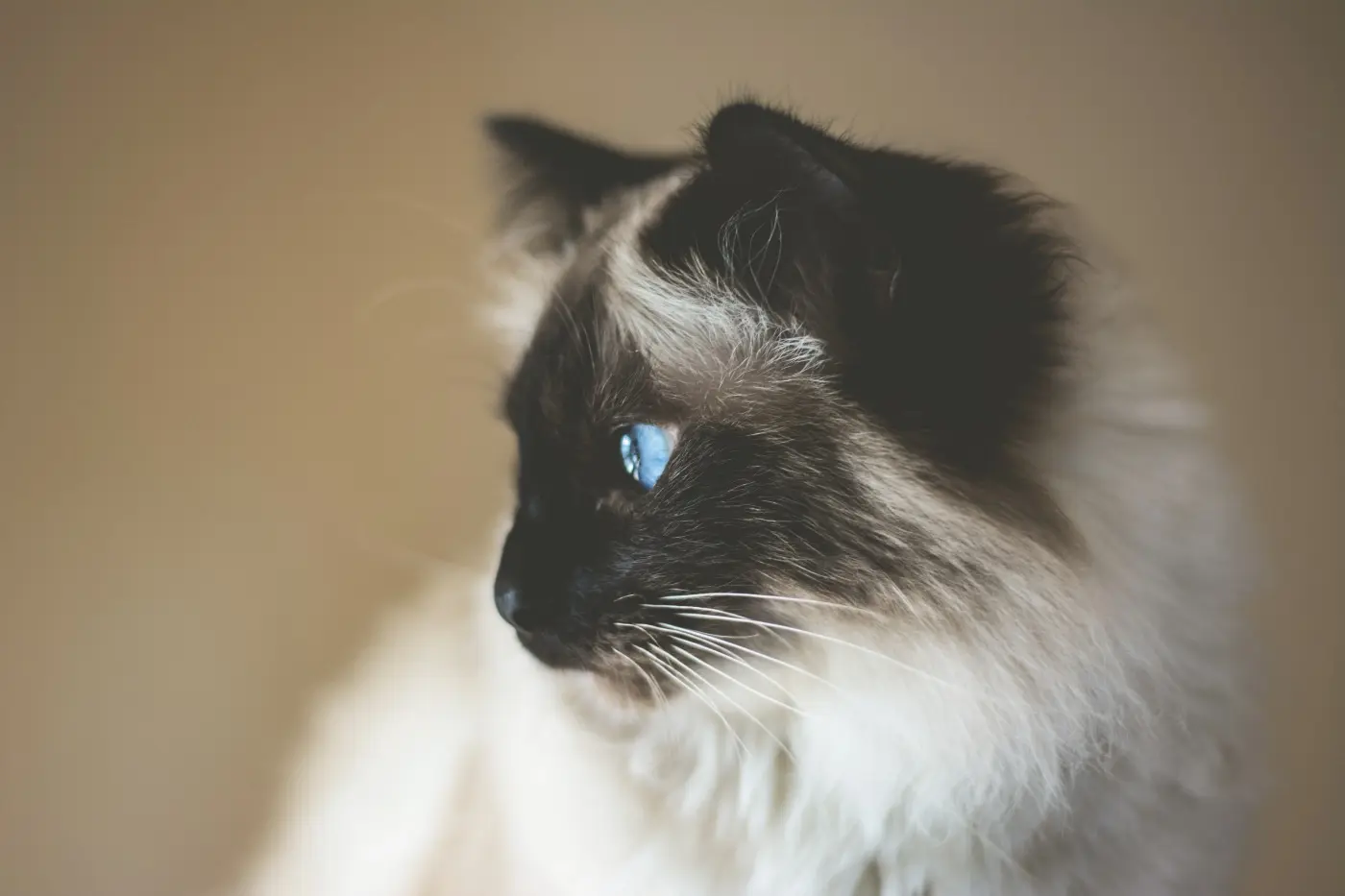 When Your Cat Stares at a Blank Wall, Here's What It Really Means