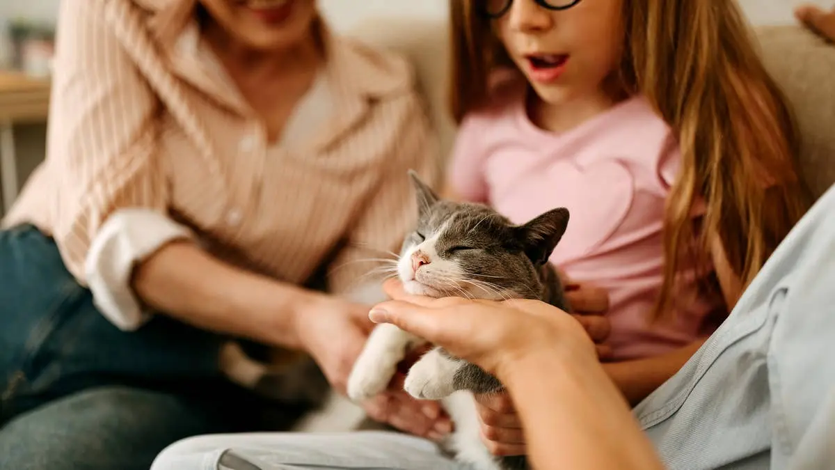Choosing a Family Cat: What to Know Before You Adopt