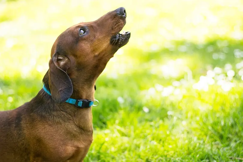 What Your Dog's Most Annoying Habits Are Actually Telling You
