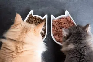 What’s Really in Your Cat’s Food? New Testing Finds Widespread Contaminants
