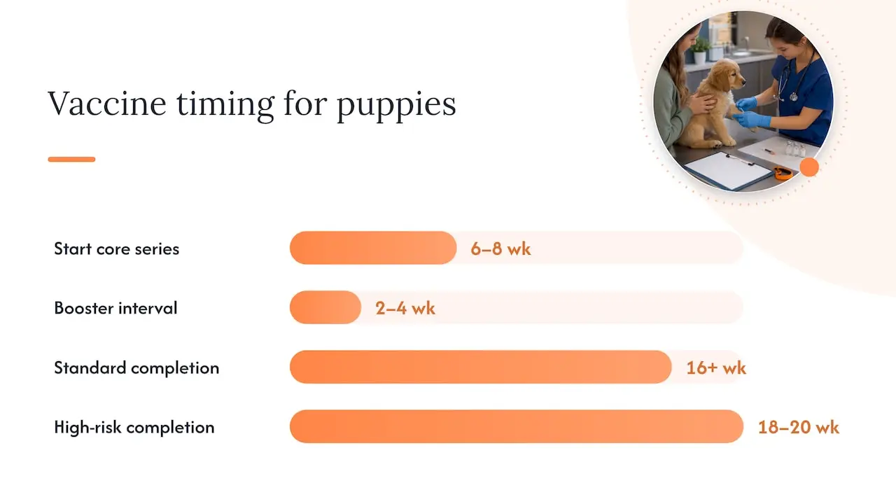 When Is It Safe to Send Your Puppy to Daycare?