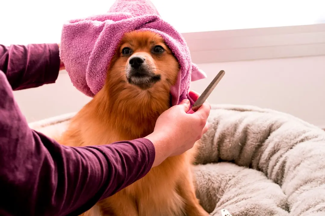 How Old Can a Puppy Be to Get a Bath?