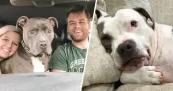 When Their 120-Pound Dog Learns He’s Getting A Brother From The Shelter