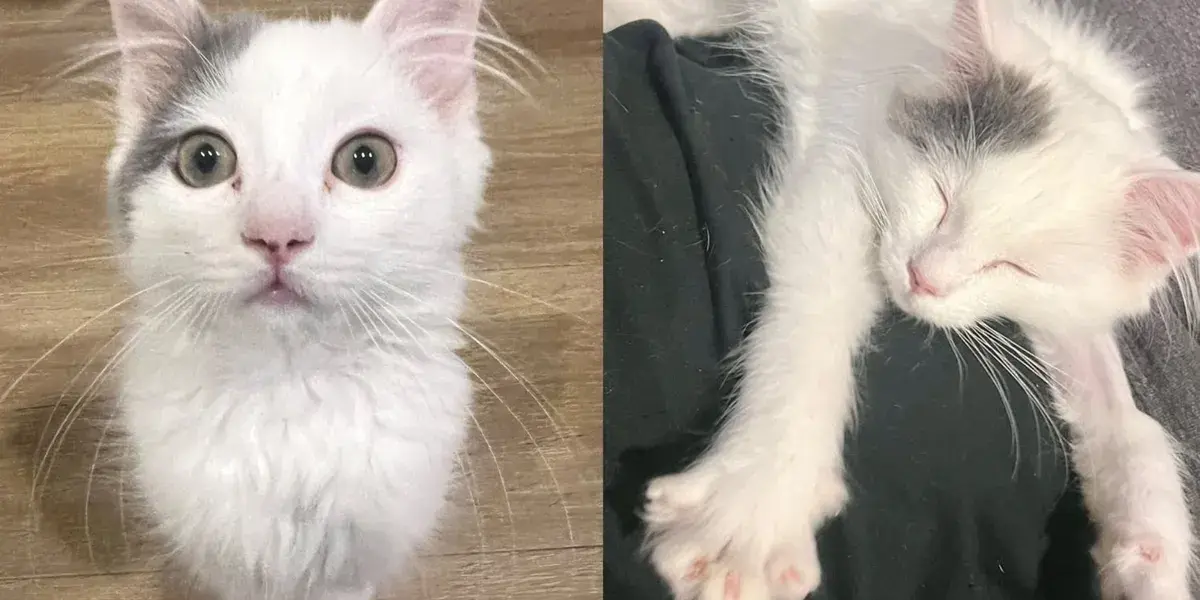 White Kitten Named „Defective” Survives Heart Surgery, Becomes Local Hero